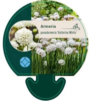 Englantilainen ruoho